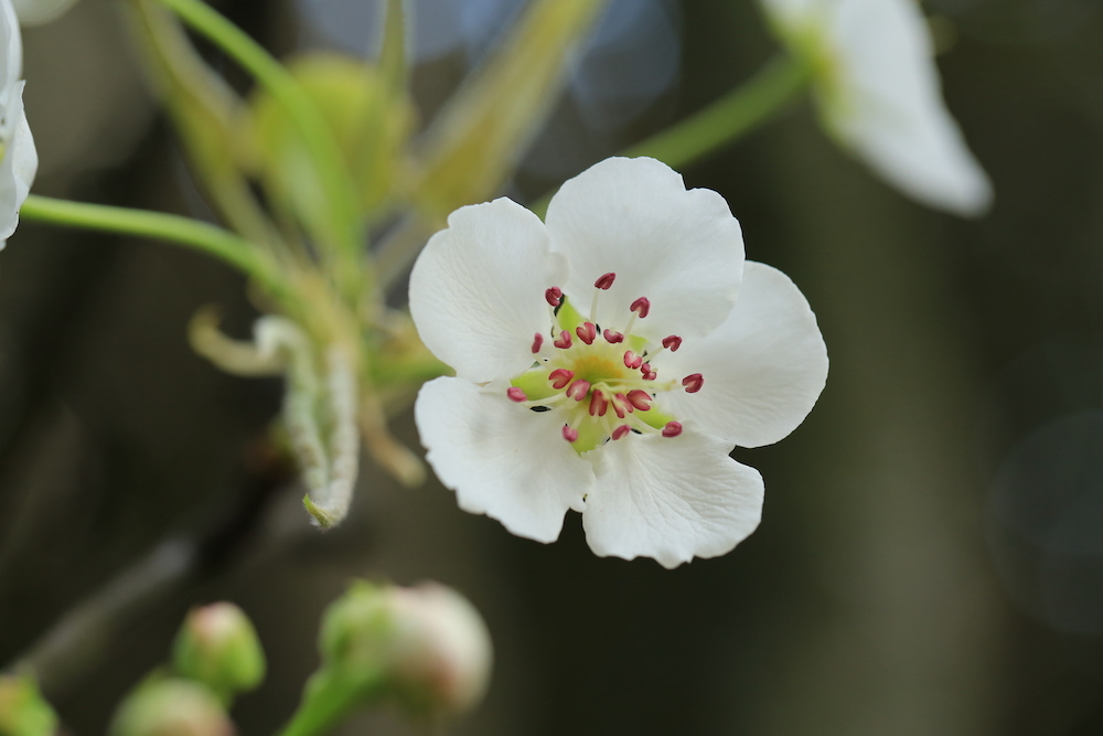 自然散步梨花这么美为什么很少出现在城市里