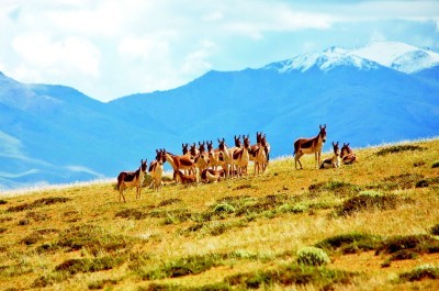 三江源国家公园:共治共建共享 生态红利持续释放