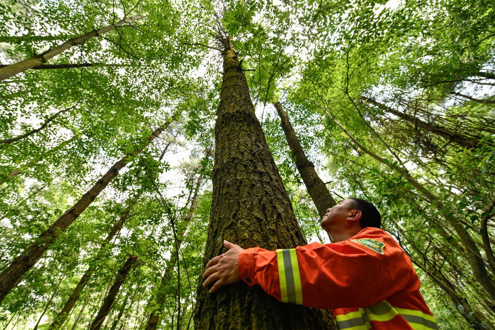 在贵州省贵阳市长坡岭国家级森林公园,村级林长郭健用手量一棵树的