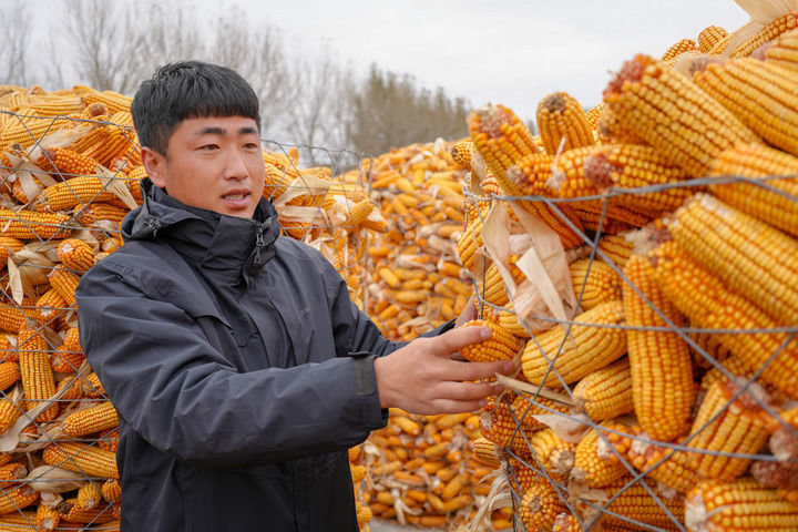 10月17日,在吉林省梨树县梨树镇八里庙村一家农机农民专业合作社,负责人马云秋在整理玉米。新华社发(程禹然 摄)