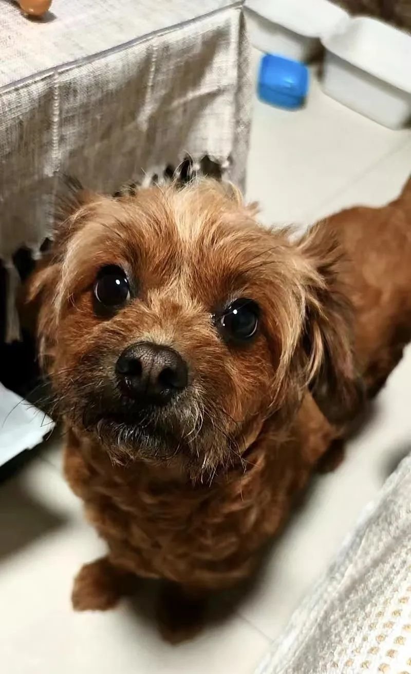 宁青自愈后被拉去方舱时,最担心家里的狗狗。