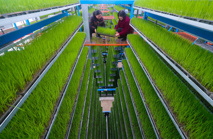 河南光山空中立体培育秧苗助春耕