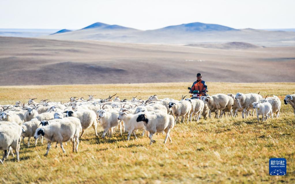 内蒙古锡林浩特市宝力根苏木牧民玛吉格的儿子钢苏格拉在草原上放羊（2017年9月16日摄）。新华社记者 连振 摄