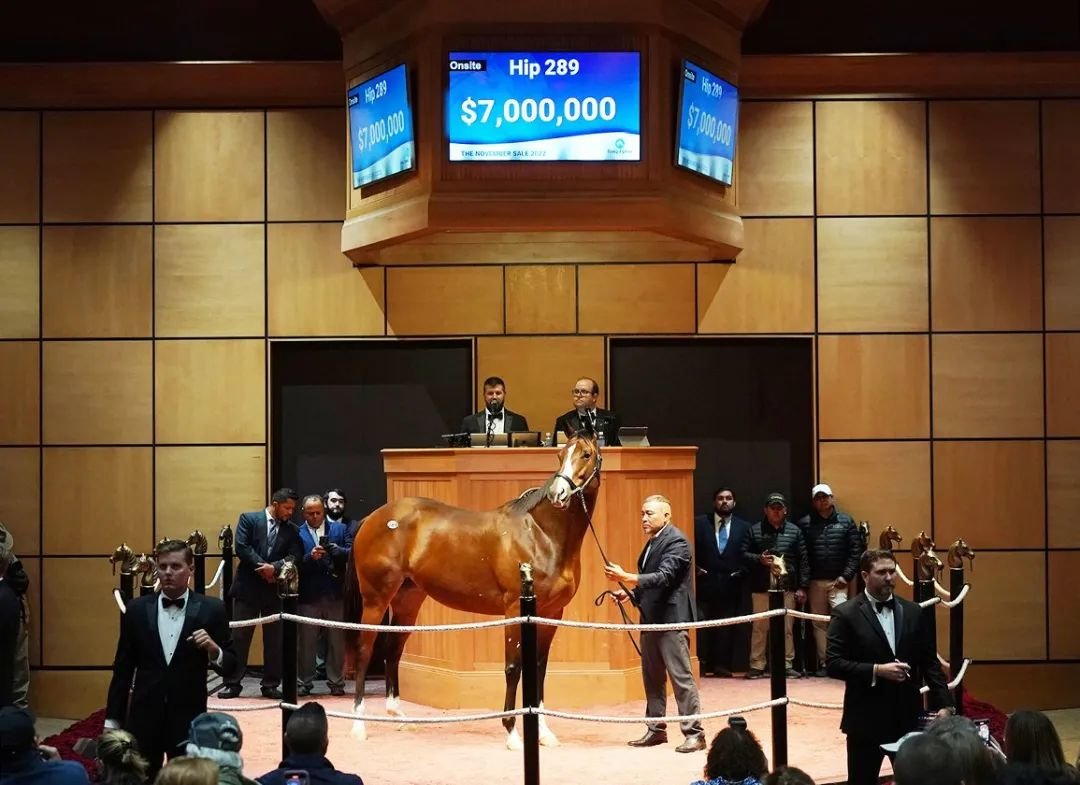 大陆马：5000万！美国一匹怀孕母马的成交价！__凤凰网