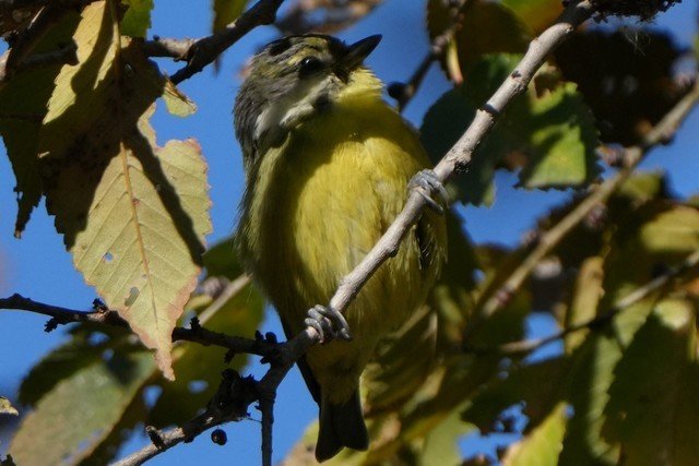 有料评测】索尼Alpha 7R V评测:6100万像素8K视频双性能旗舰