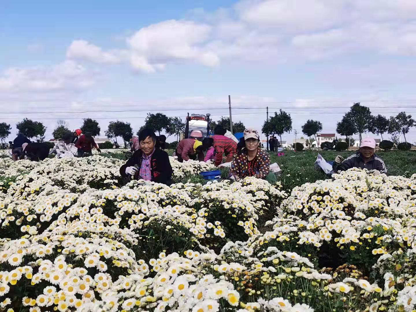 射阳洋马菊花喜获国家邮政局快递服务现代农业金牌项目__凤凰网