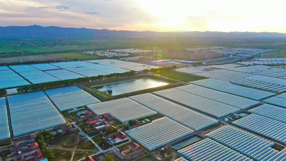 杨郎村万亩瓜菜基地。（受访者供图）