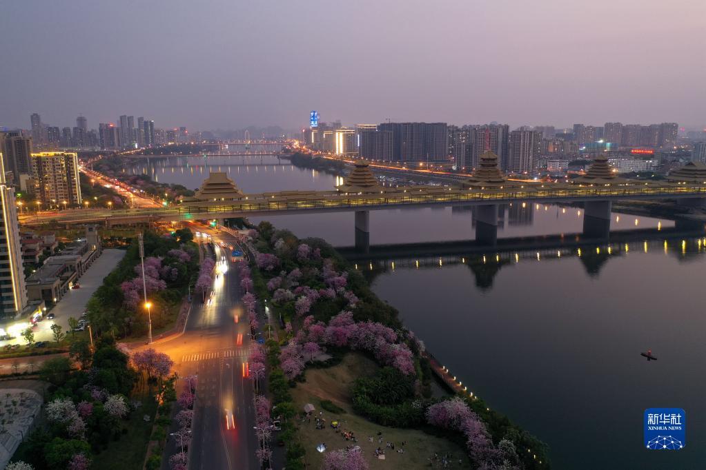 广西柳州:紫荆缤纷夜色美_凤凰网