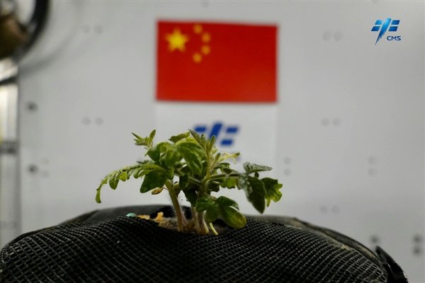 中国空间站种西红柿长出幼苗了 网友:长得最高的西红柿