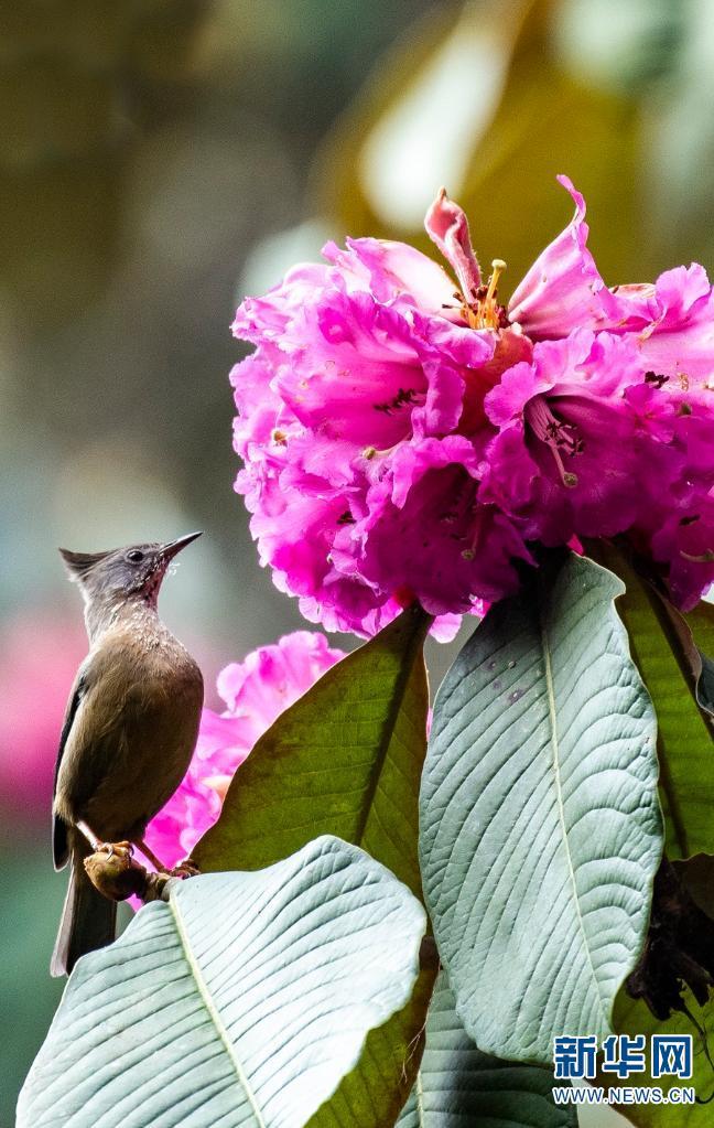 高黎贡山国家级自然保护区，大树杜鹃迎来盛花期，引得鸟儿前来吸食花蜜（摄于2月26日）。新华网发（郭康/摄）