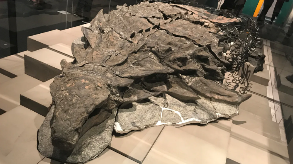 世界上保存最完好的结节龙（nodosaur）化石，内部仍然含有最初产生黑色素的细胞。龙骨形状表明结节龙是姜黄色的。© Wikimedia Commons/ケラトプスユウタ