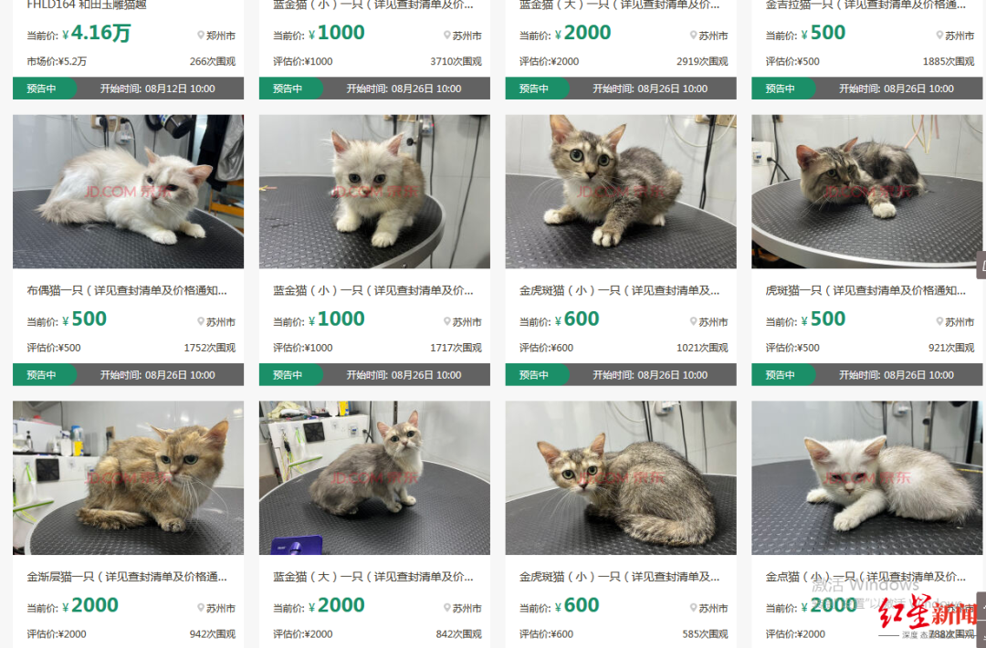 被拍卖的猫咪