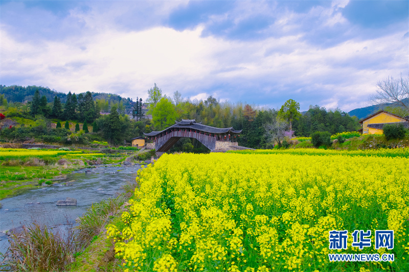 泰顺文兴桥花海.新华网发 曹建芬 摄