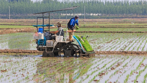 5月18日滦南县泽恩水稻种植专业合作社工人在使用水稻插秧机进行插秧