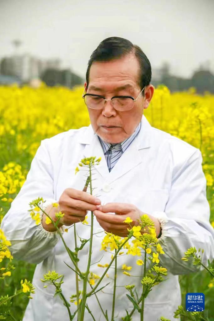 中国工程院院士、湖南农业大学教授官春云在油菜试验地里工作（资料照片）。新华社发（受访者供图）