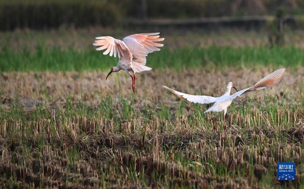两只朱鹮在陕西省洋县谢村镇一片收割后的稻田里嬉戏(2022年9月22日摄