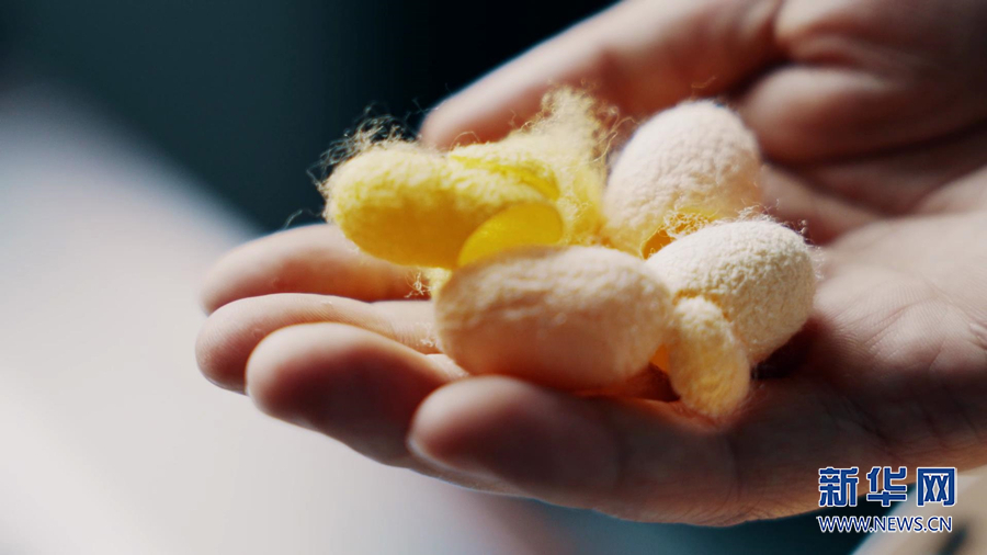 创新培育的彩色蚕茧为蚕桑产业添彩.新华网 彭博 摄