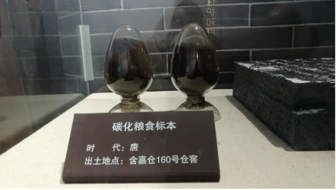 千年前的粮食，竟被考古工作者培育发出了新芽！中国储粮震惊世界凤凰网历史凤凰网 