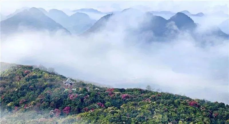 “地球彩带、世界花园”！贵州百里杜鹃风景区到了最美时刻，约吗？