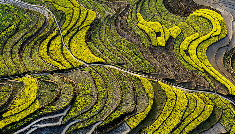 這是陝西省漢陰縣漩渦鎮鳳堰古梯田裡的油菜花(2020年3月18日攝,無人