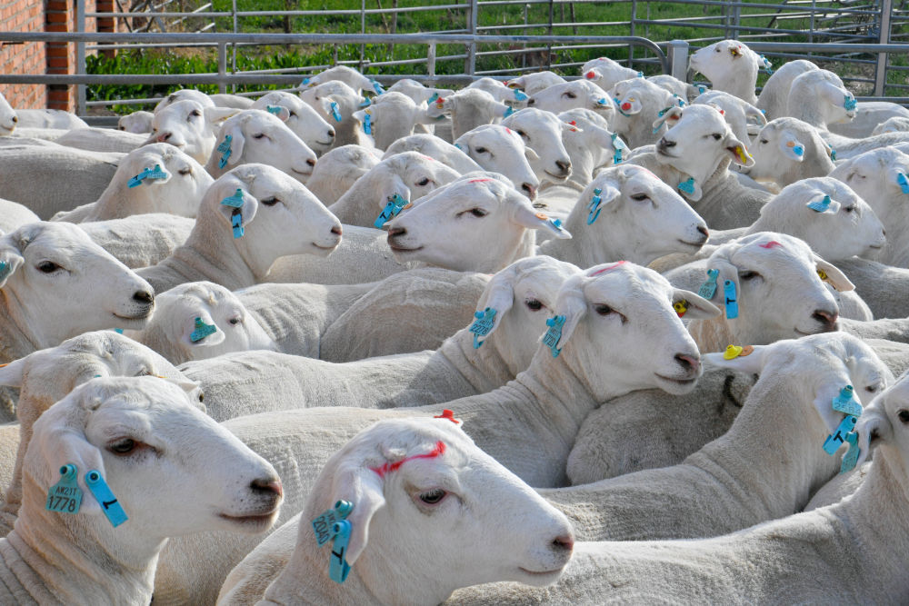 奥群种羊场图片