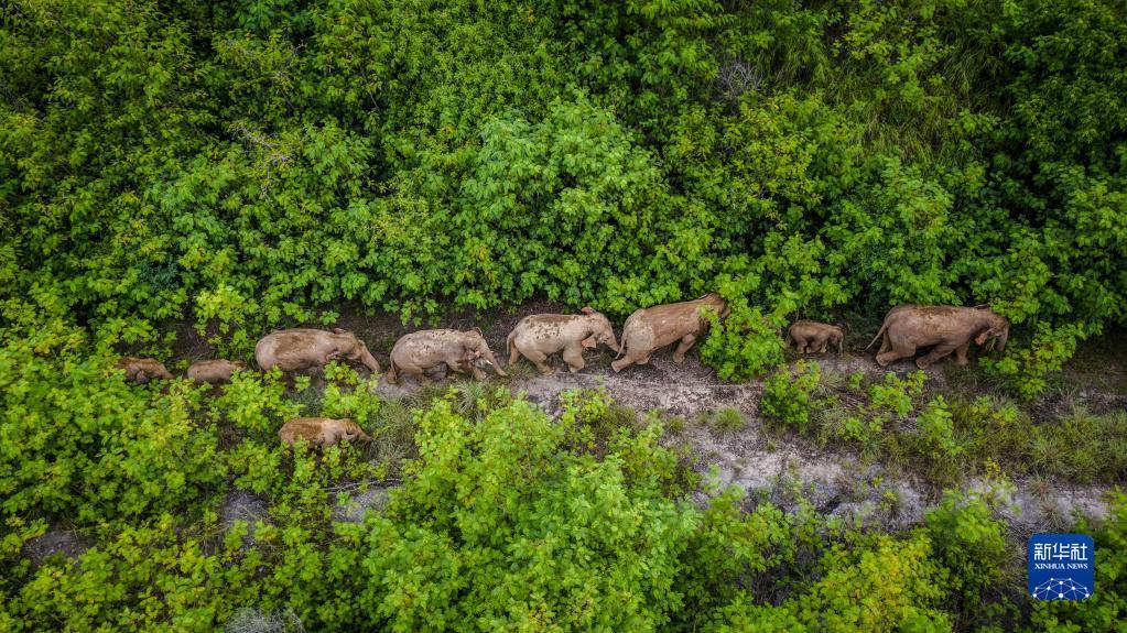 这是在云南省玉溪市元江县境内拍摄的象群（无人机照片，2021年8月9日摄）。新华社记者 胡超 摄