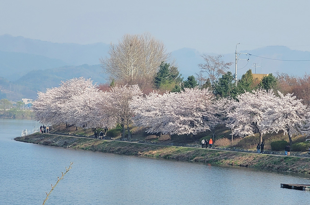 当地时间2022年4月10日,韩国春川,樱花与青山绿水.