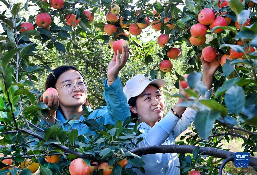 2021年9月10日，游人在陕西省榆林市米脂县高西沟村苹果采摘园采摘苹果。 新华社记者 陶明 摄