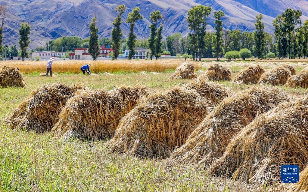 收割工作队在林周县边林乡当杰村玉冲组抢收小麦（9月6日摄）。