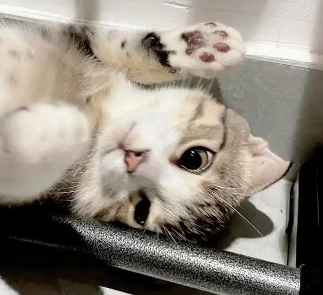 苏菲亚的猫 来源/苏菲亚