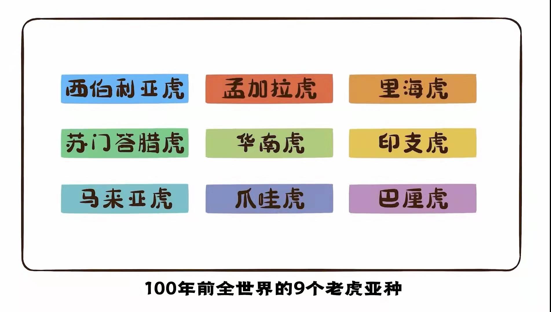 生肖中的“虎”，是什么虎？原来老虎也会吃草？