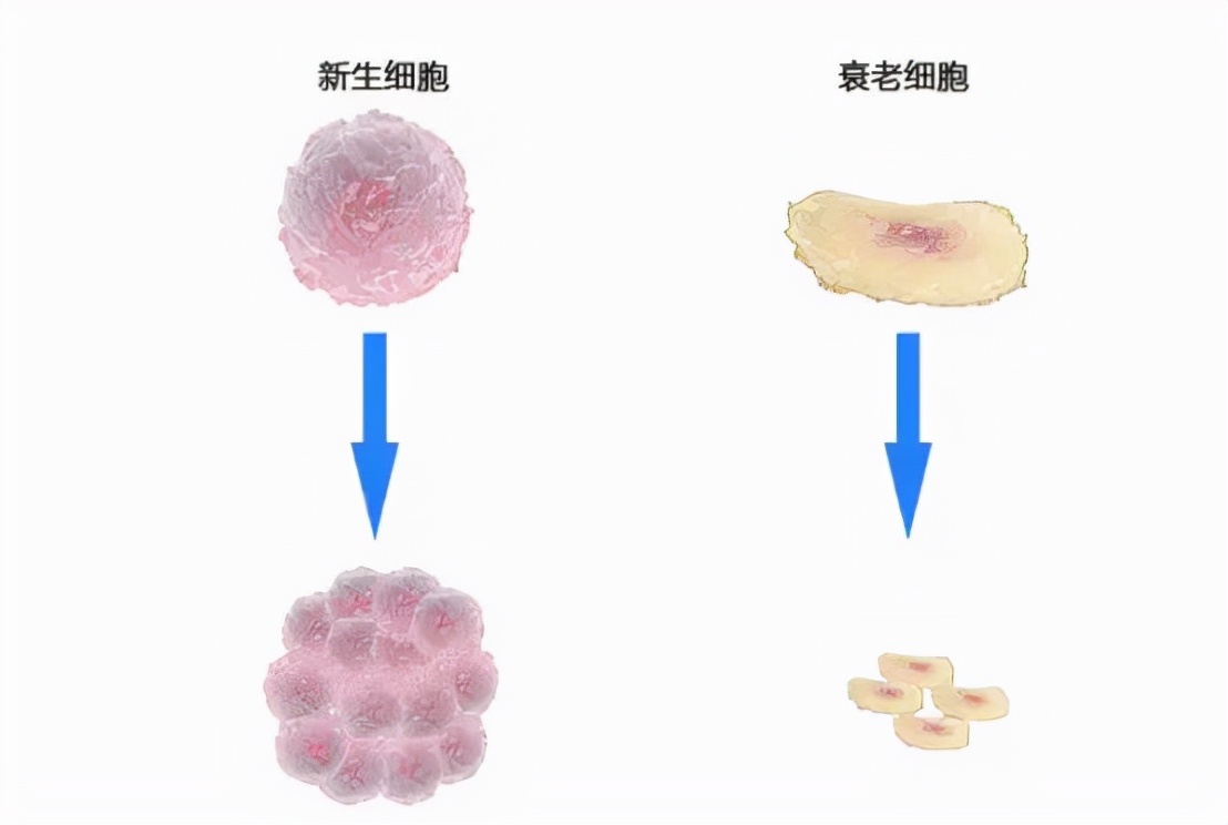 细胞色素沉淀加重的明显表现:脸色发黄,比耳后颜色深,脸色发暗没有