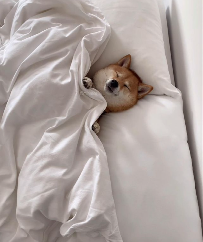 网红柴犬的甜美床照曝光引热议,网友:干脆直播睡觉吧