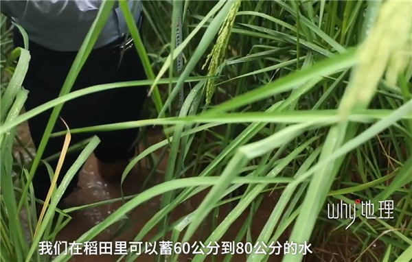 袁隆平梦想成真：2米高巨型稻在重庆试种成功