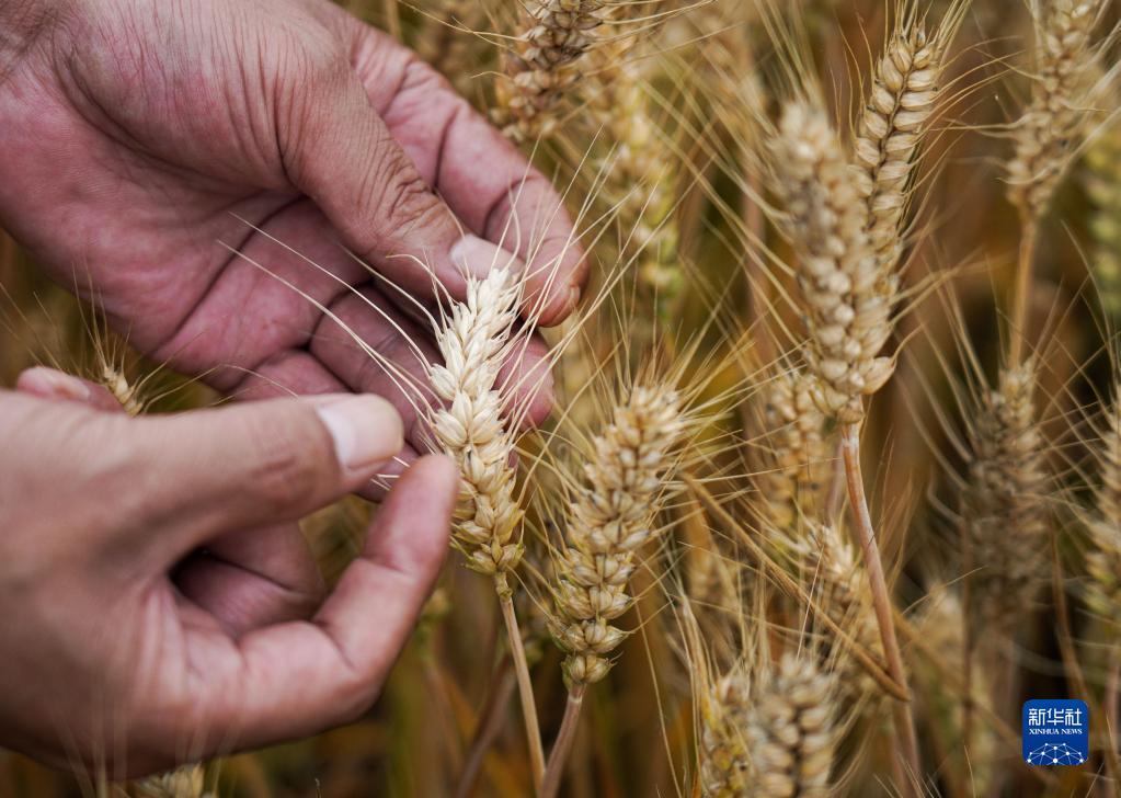 农户在河南南阳一处高标准农田内查看小麦长势（5月25日摄）。新华社记者 吴刚 摄