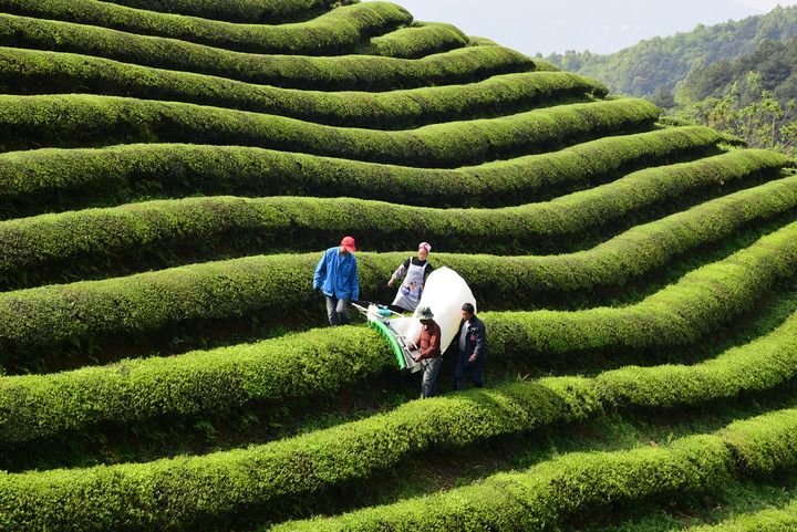 2021年4月6日，浙江杭州建德市的茶农操作采茶机采收春茶青叶。新华社发（宁文武摄）