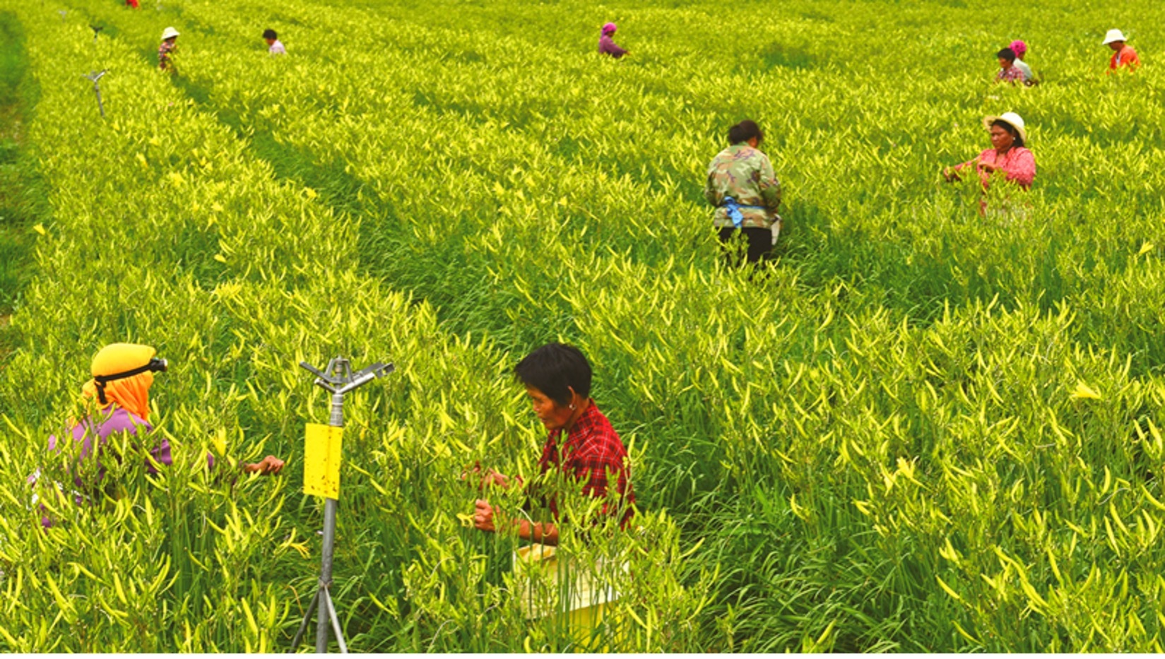 农民们正在黄花基地采摘。云州区新闻中心供图