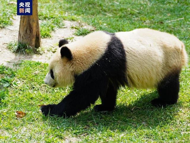 大熊猫“四海”
