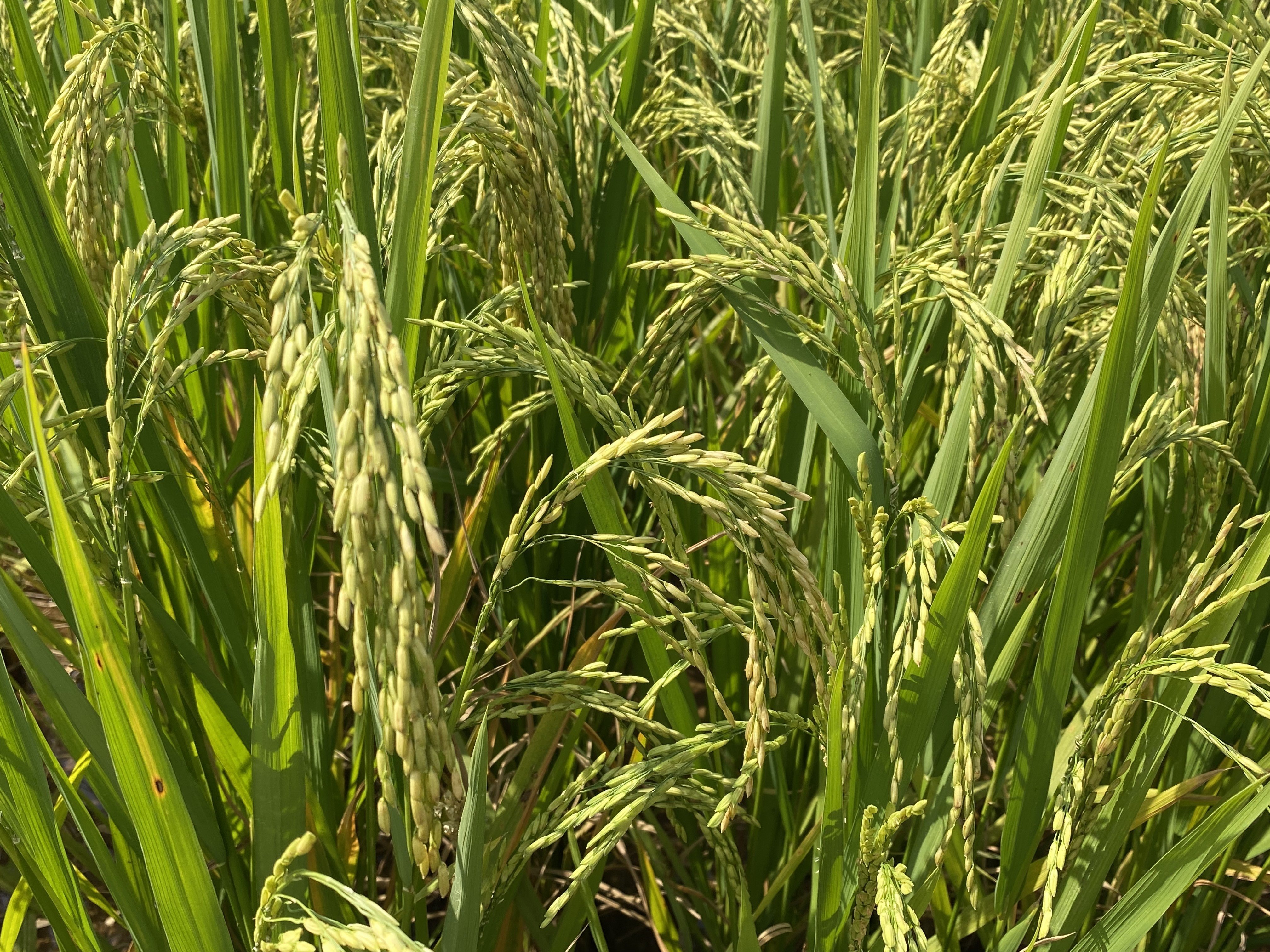 谷粒饱满的稻穗。 王焌鑫 摄
