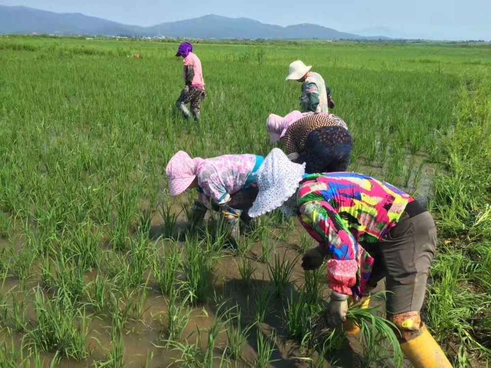 村民们在大雁米稻田进行人工除草.(受访者供图)