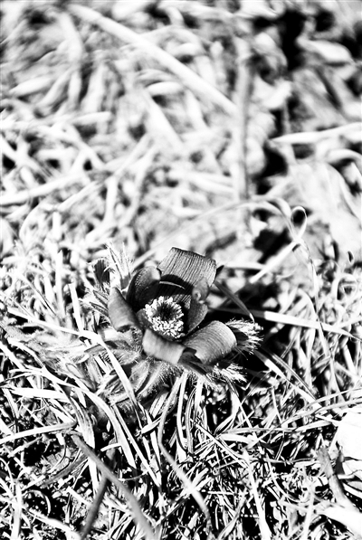 白头翁花是迷人的殷紫色