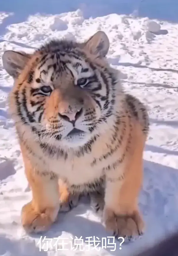 我国公众对东北虎等野生动物的关注也在逐年高涨,搜索「东北大猫」