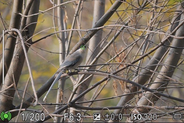 有料评测】索尼Alpha 7R V评测:6100万像素8K视频双性能旗舰