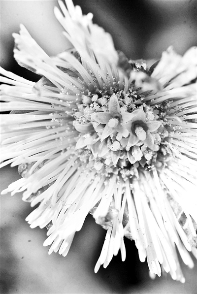 款冬头状花序里的小花