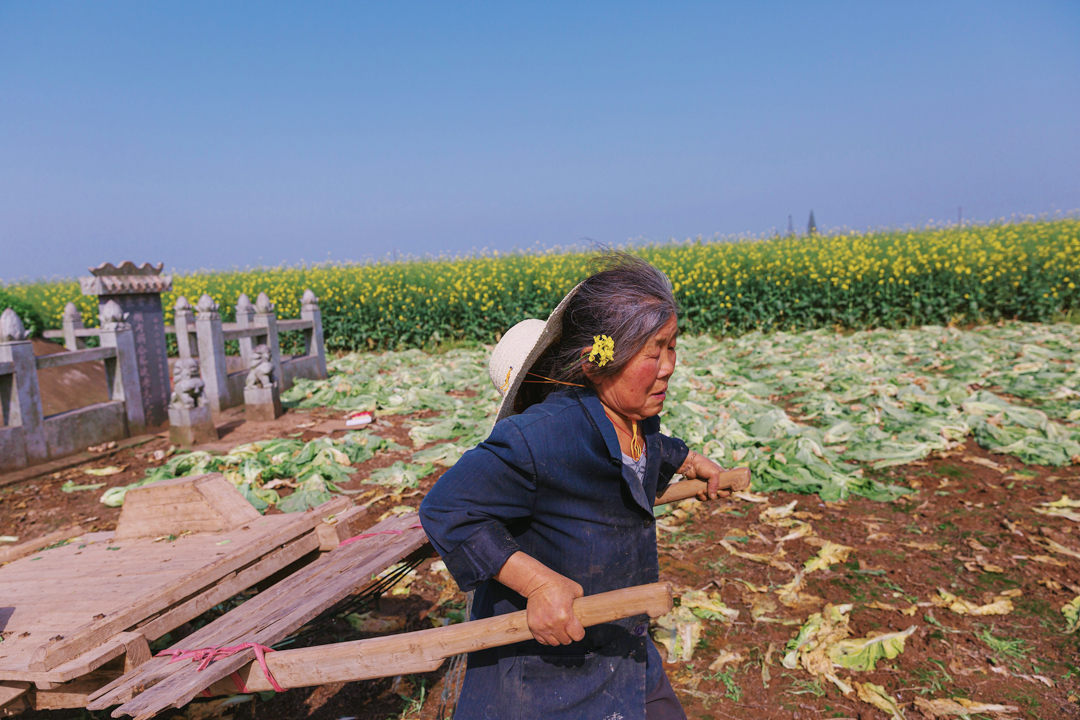 2022年3月28日，湖南省岳阳市华容县插旗镇众城村，蔡妮珍耳边别着油菜花，她拖着木推车，到菜地里运芥菜。