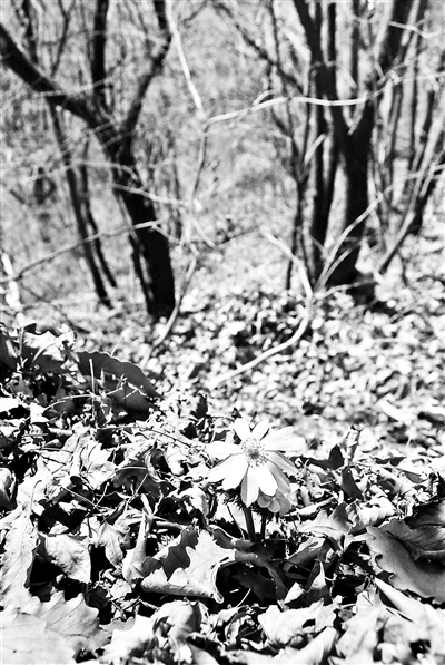 延庆山林中零星开放的辽吉侧金盏花