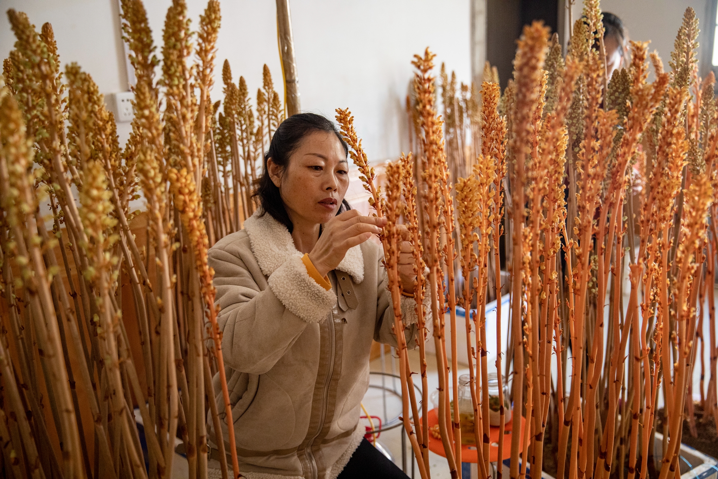 湖北宜昌:夷陵山区王芳一年向农户提供20万颗乌红杂交