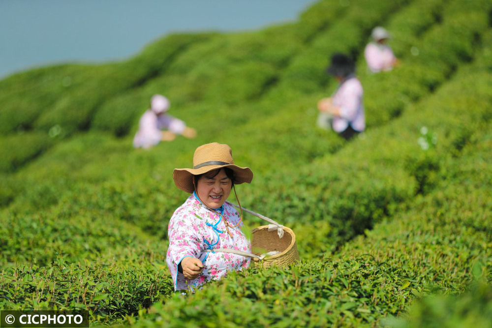 2022年3月27日,茶农在湖南省衡阳市常宁市塔山瑶族乡塔山村采摘明前