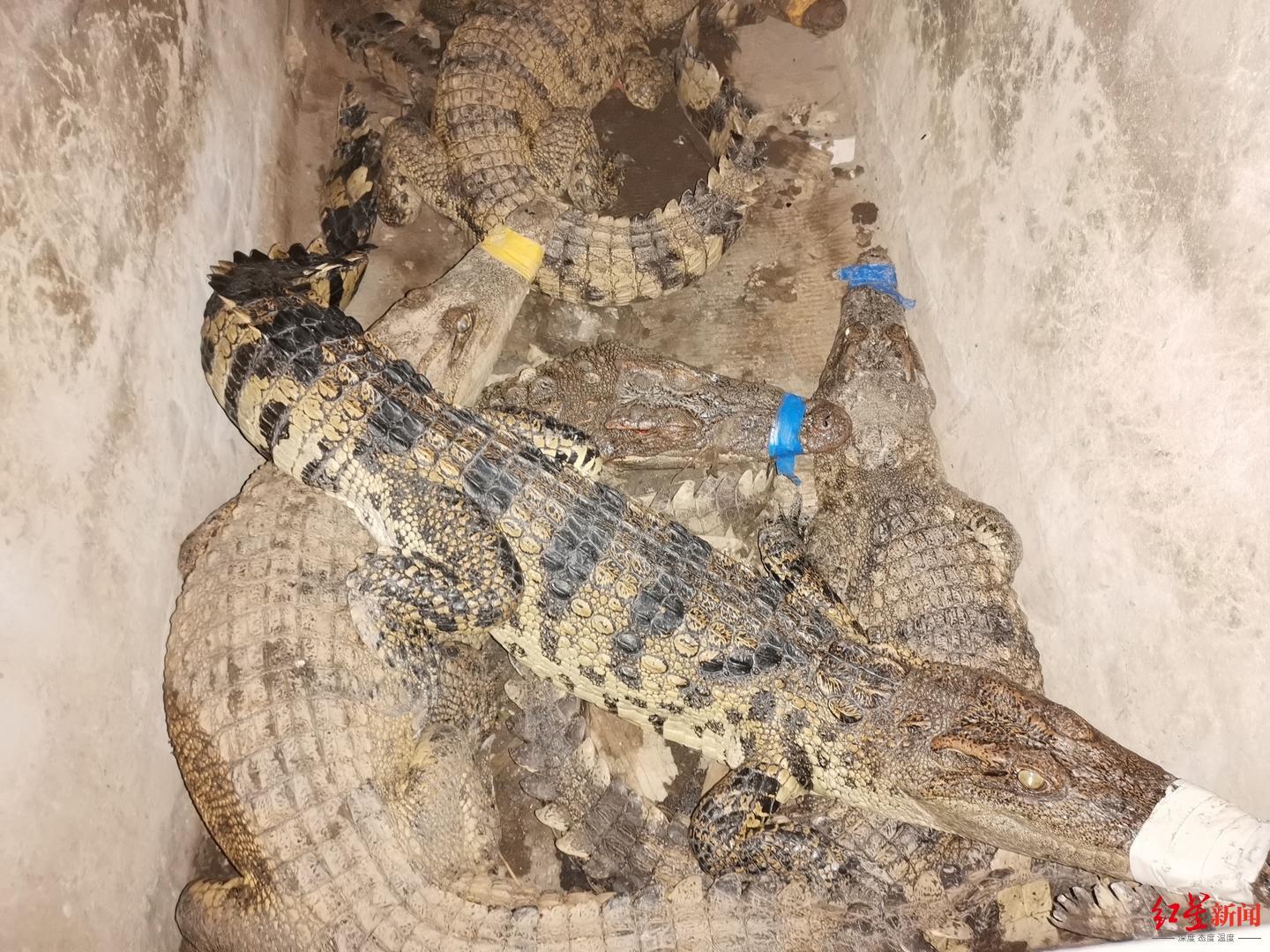▲5月10日被找回来的6条鳄鱼。