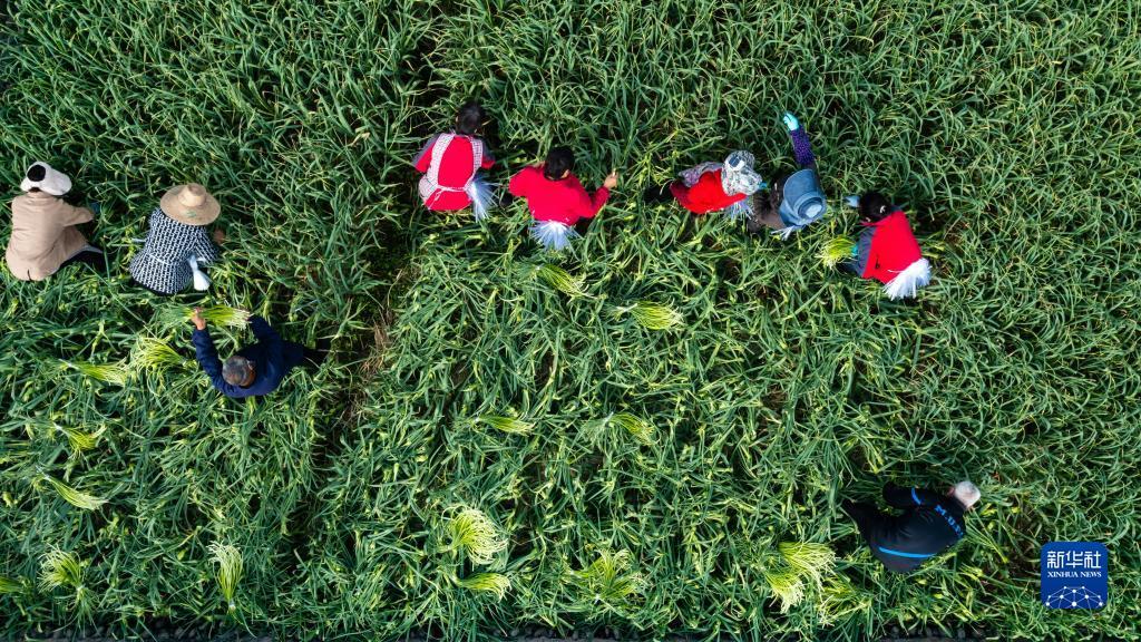 在成都市温江区永宁街道八角社区，农民在蒜稻轮作田里采收蒜薹（3月23日摄，无人机照片）。新华社记者 沈伯韩 摄